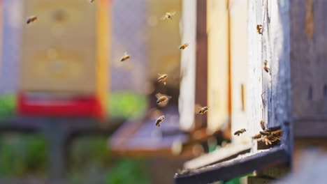 Bienen-Fliegen-Mit-Pollen-In-Den-Bienenstock