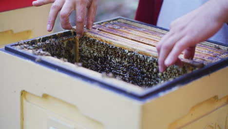 The-Beekeeper-Carefully-Puts-Frames