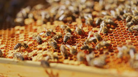 Gruppe-Von-Arbeitsbienen-Auf-Einer-Honigwabe