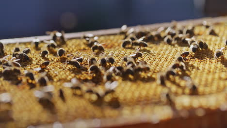 Beautiful-View-of-Carniolan-Bees-on-Honeycomb