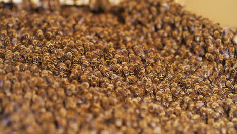Swarm-of-Bees-Marches-to-the-Hive