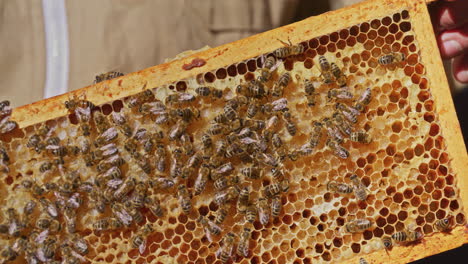 Beekeeper-Holds-Frame-with-Honeycomb