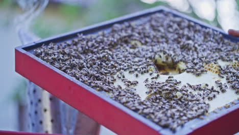 Bienen-Produzieren-Honig-Auf-Bienenwaben