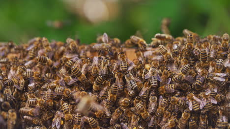 Blick-Auf-Die-Arbeitenden-Bienen-Im-Bienenstock