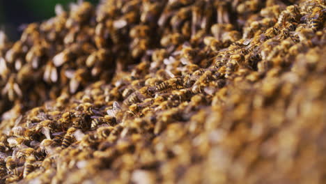 Close-Shot-of-Carniolan-Bees-in-Apiary