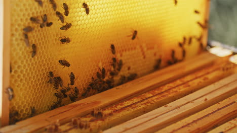 Imker-Extrahiert-Honigrahmen