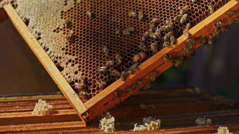 Working-Bees-on-Beeswax-Covered-Honeycomb