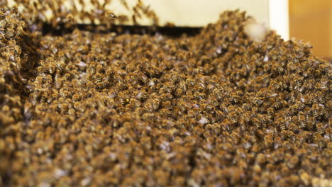Swarm-Enters-Hive-Following-Queen