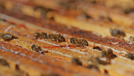 View-of-Working-Bees-in-Hive