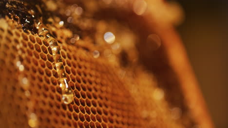 Honey-Dripping-on-the-Honeycomb