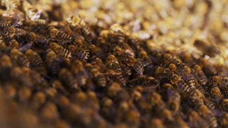 Bees-Entering-the-Hive-in-Apiary