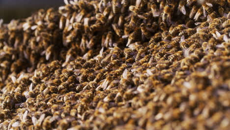 Tausende-Von-Nützlichen-Bienen-Im-Bienenhaus