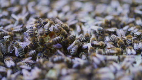 Bees-During-Organized-Work-in-Hive