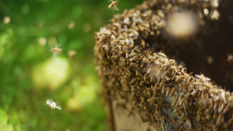 Working-Bees-in-Open-Hive-Close-Shot