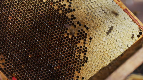 Ripe-Honeycomb-Swept-by-Beekeeper
