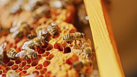 Bienen-Sind-Damit-Beschäftigt,-Honig-Auf-Bienenwaben-Zu-Produzieren