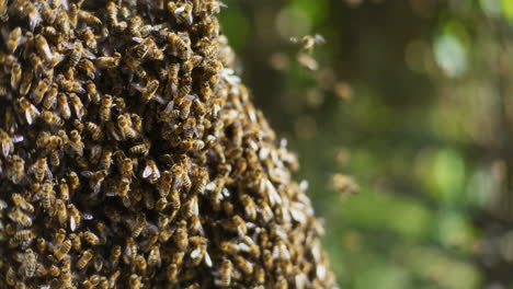 Close-Shot-of-Working-Bees-and-Large-Swarm