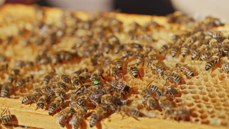 Bees-Work-on-Honeycomb-with-Queen