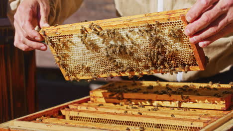 Beekeeper-Holds-Honeycomb-in-Apiary
