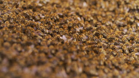 Large-Family-of-Bees-Enters-Hive
