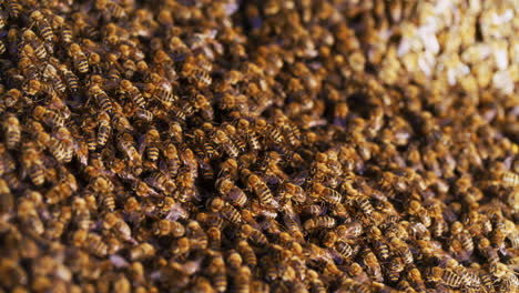 Sehr-Große-Anzahl-Von-Bienen-Betreten-Den-Bienenstock
