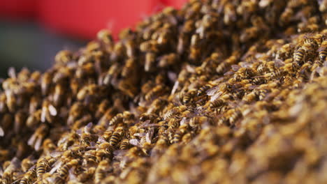 Thousands-of-Bees-March-to-the-Hive