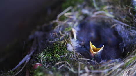 Hungry-Chicks-of-Cinderella-Bird-in-Nest