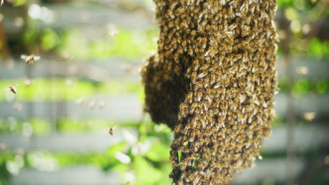 Tausende-Von-Fliegenden-Bienen-Auf-Einem-Baum