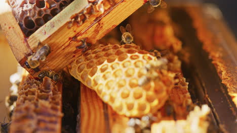 Blick-Auf-Bienen-Bei-Der-Arbeit-An-Honigwaben