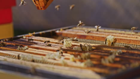 Beekeeper-Sweeps-Bees-from-Honeycomb