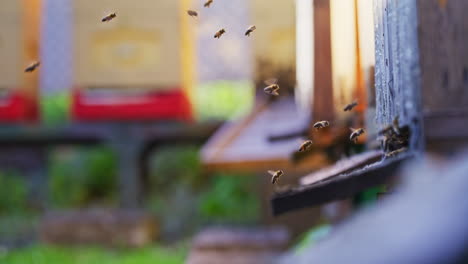 Bienen-Fliegen-In-Zeitlupe-Um-Den-Bienenstock