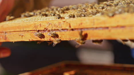 Beekeeper-Checks-Honeycomb-in-Apiary