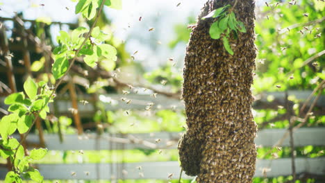 Bienenschwarm-Auf-Einem-Ast