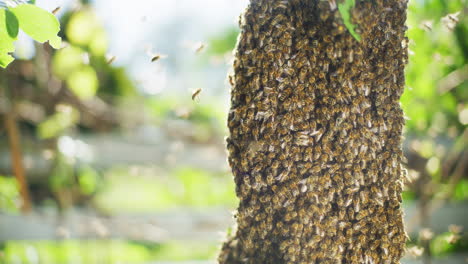 Bees-Flying-Around-Swarm-in-Summer