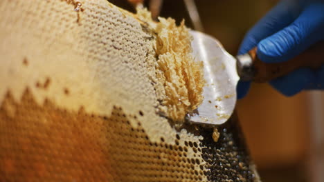Der-Imker-Entfernt-Schonend-Bienenwachs