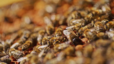 Arbeitsbienen-Auf-Einer-Honigwabe