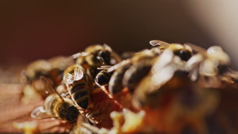 Strong-Close-Up-of-Working-Bees-in-Hive