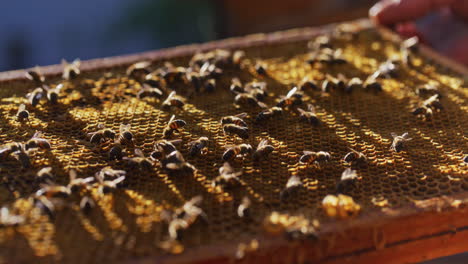 Bienen-Arbeiten-Und-Produzieren-Honig-Auf-Waben