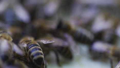 Strong-Close-Up-of-Working-Carniolan-Bees
