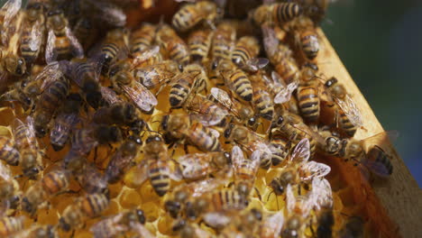 Close-Shot-of-Bees-on-Honeycomb-with-Pollen