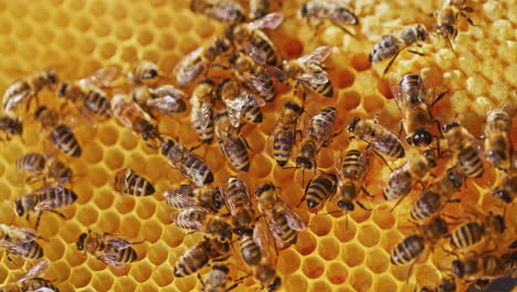 Beautiful-View-of-Bees-on-Honeycomb