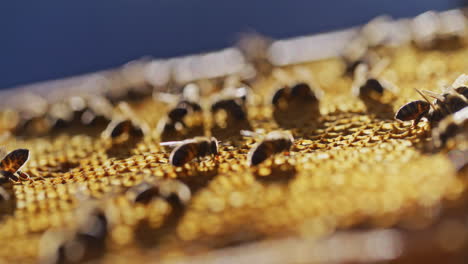 Macro-Shot-of-Bees-Working-on-Honeycomb