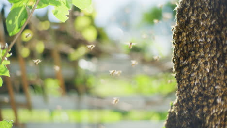 Close-Shot-of-Bees-Around-Bee-Hive
