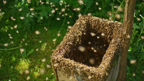 Erstaunliche-Aussicht-Auf-Die-Arbeitenden-Bienen-Im-Offenen-Bienenstock