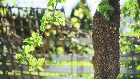 Nahaufnahme-Eines-Bienenschwarms