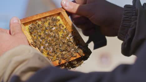 Beekeeper-Holds-Honeycomb-with-Bees
