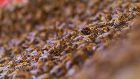 Close-Shot-of-Bees-Carrying-Pollen