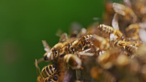 Nahaufnahme-Von-Bienen,-Die-Im-Bienenstock-Arbeiten
