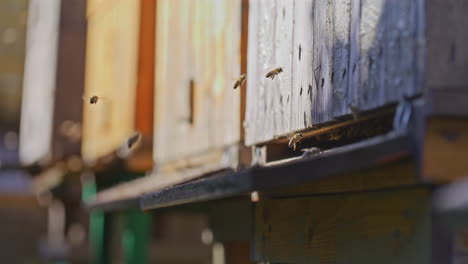 Nahaufnahme-Einer-Bienenfamilie,-Die-In-Den-Bienenstock-Fliegt