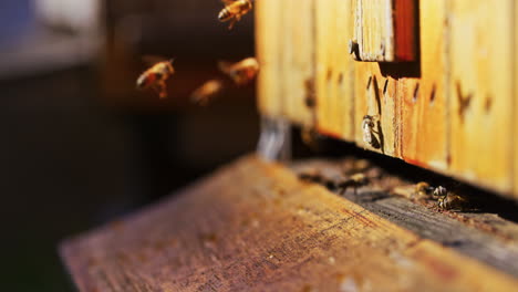 Bienen-Fliegen-In-Einen-Isolierten-Holzstock